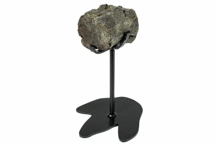 Fossil Hadrosaur Caudal Vertebra w/ Metal Stand - Texas #250267